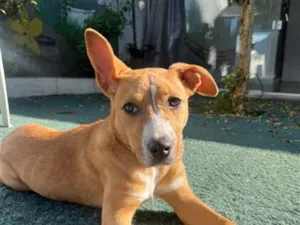 Cachorro raça SRD-ViraLata idade 7 a 11 meses nome Cacau