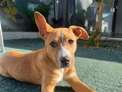 Cachorro raça SRD-ViraLata idade 7 a 11 meses nome Cacau
