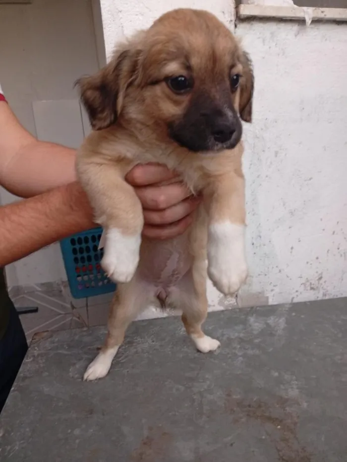 Cachorro raça SRD-ViraLata idade 2 a 6 meses nome sem nome