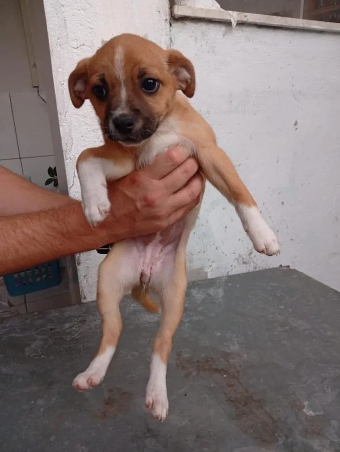 Cachorro raça SRD-ViraLata idade 2 a 6 meses nome sem nome
