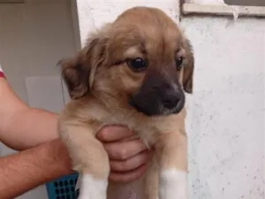 Cachorro raça SRD-ViraLata idade 2 a 6 meses nome sem nome
