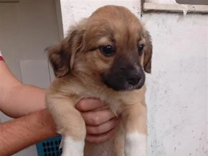 Cachorro raça SRD-ViraLata idade 2 a 6 meses nome sem nome