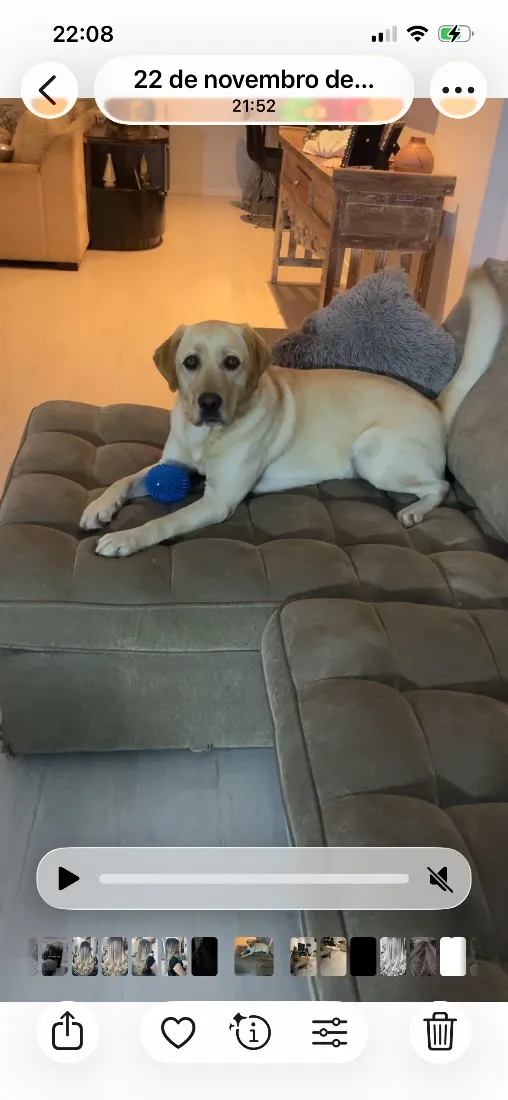 Cachorro raça Labrador idade 6 ou mais anos nome Marley 