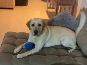 Cachorro raça Labrador idade 6 ou mais anos nome Marley 