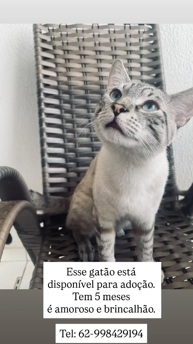 Gato raça SRD-ViraLata idade 2 a 6 meses nome José 