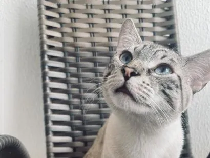 Gato raça SRD-ViraLata idade 2 a 6 meses nome José 