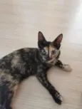 linda