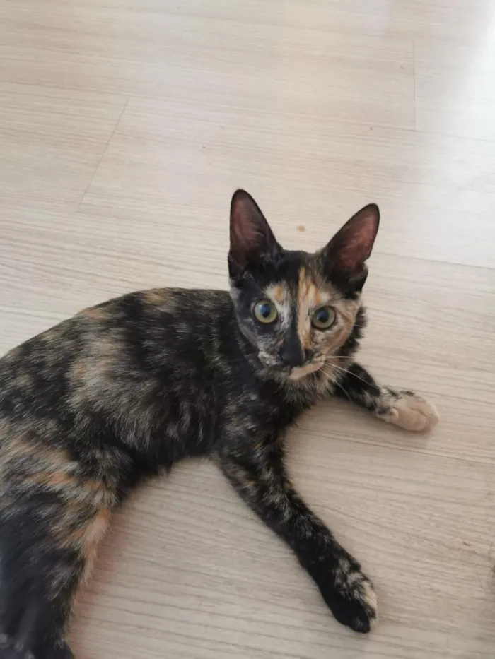 Gato raça SRD-ViraLata idade 2 a 6 meses nome linda