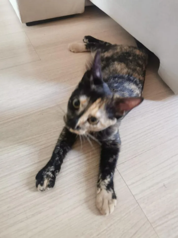 Gato raça SRD-ViraLata idade 2 a 6 meses nome linda