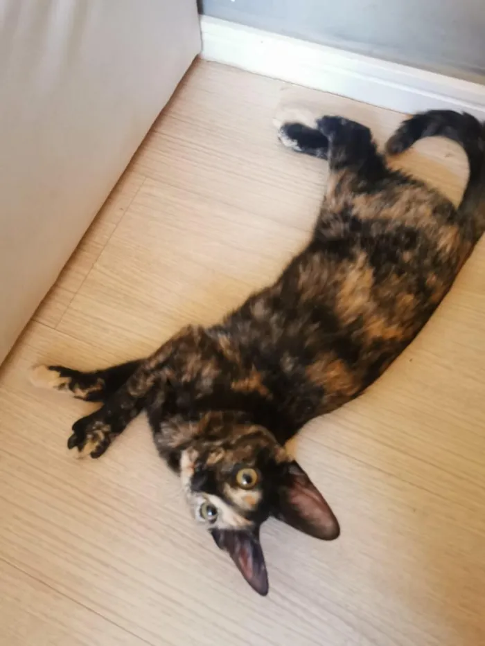 Gato raça SRD-ViraLata idade 2 a 6 meses nome linda