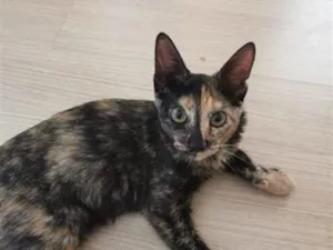 Gato raça SRD-ViraLata idade 2 a 6 meses nome linda