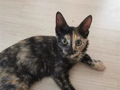 Gato raça SRD-ViraLata idade 2 a 6 meses nome linda