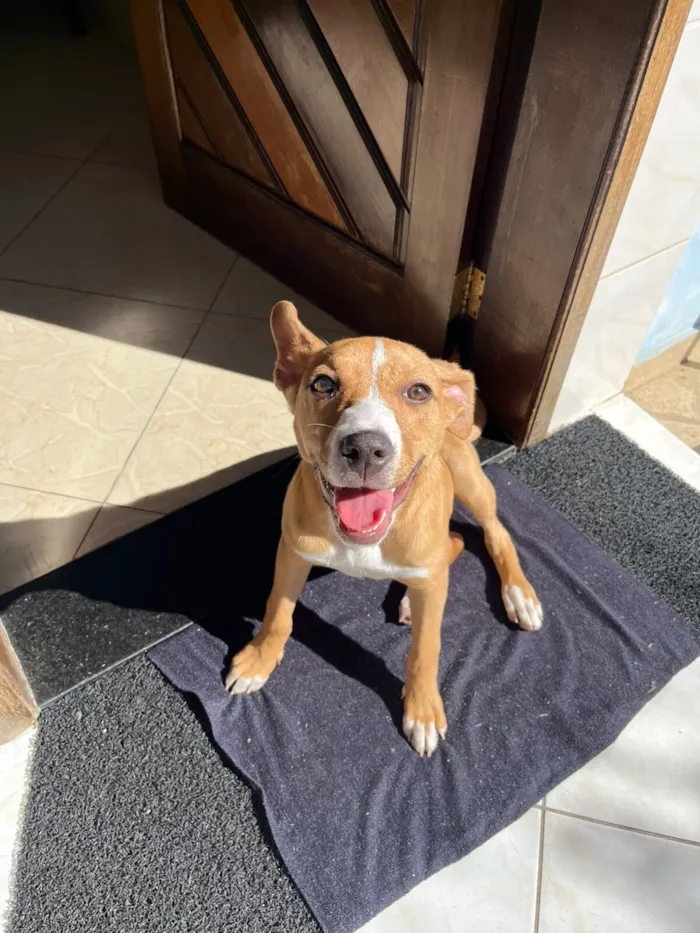 Cachorro raça SRD-ViraLata idade 7 a 11 meses nome Cacau