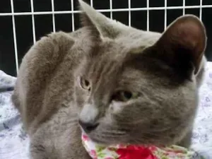 Gato raça SRD-ViraLata idade 2 anos nome MARIA BLUE