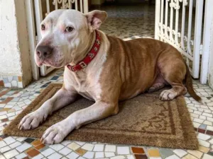 Cachorro raça SRD-ViraLata idade 1 ano nome Lily