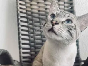 Gato raça SRD-ViraLata idade 2 a 6 meses nome José 
