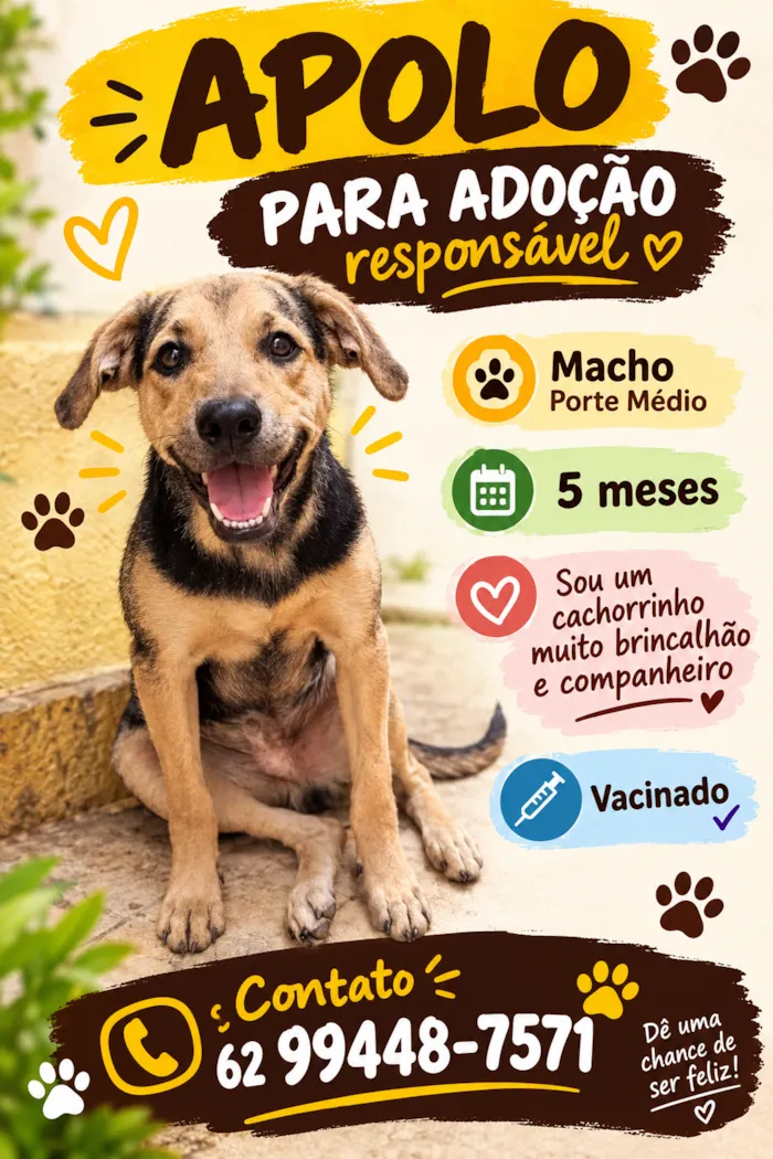 Cachorro raça SRD-ViraLata idade 2 a 6 meses nome Apolo