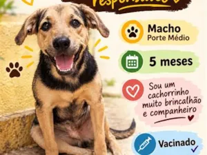 Cachorro raça SRD-ViraLata idade 2 a 6 meses nome Apolo