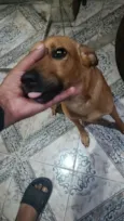 Cookie