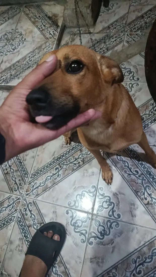 Cachorro raça SRD-ViraLata idade 2 anos nome Cookie