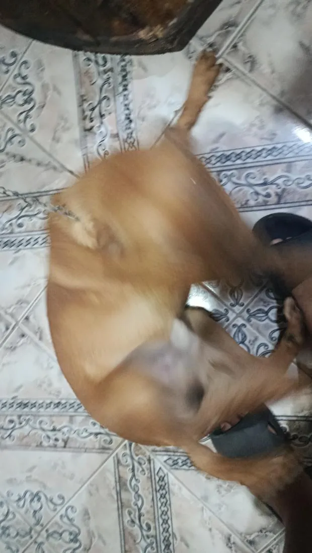 Cachorro raça SRD-ViraLata idade 2 anos nome Cookie