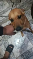 Cookie