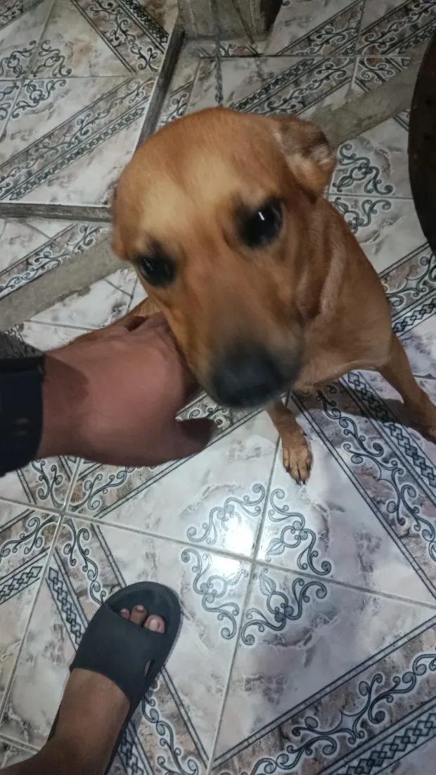 Cachorro raça SRD-ViraLata idade 2 anos nome Cookie
