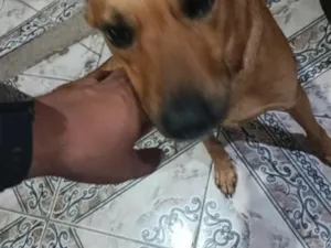 Cachorro raça SRD-ViraLata idade 2 anos nome Cookie