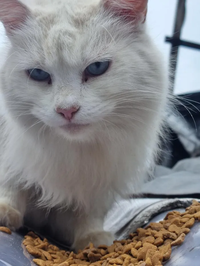 Gato raça SRD-ViraLata idade 4 anos nome Alice ( provisorio)