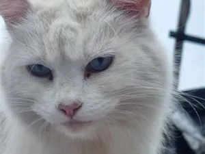 Gato raça SRD-ViraLata idade 4 anos nome Alice ( provisorio)