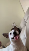 Apollo