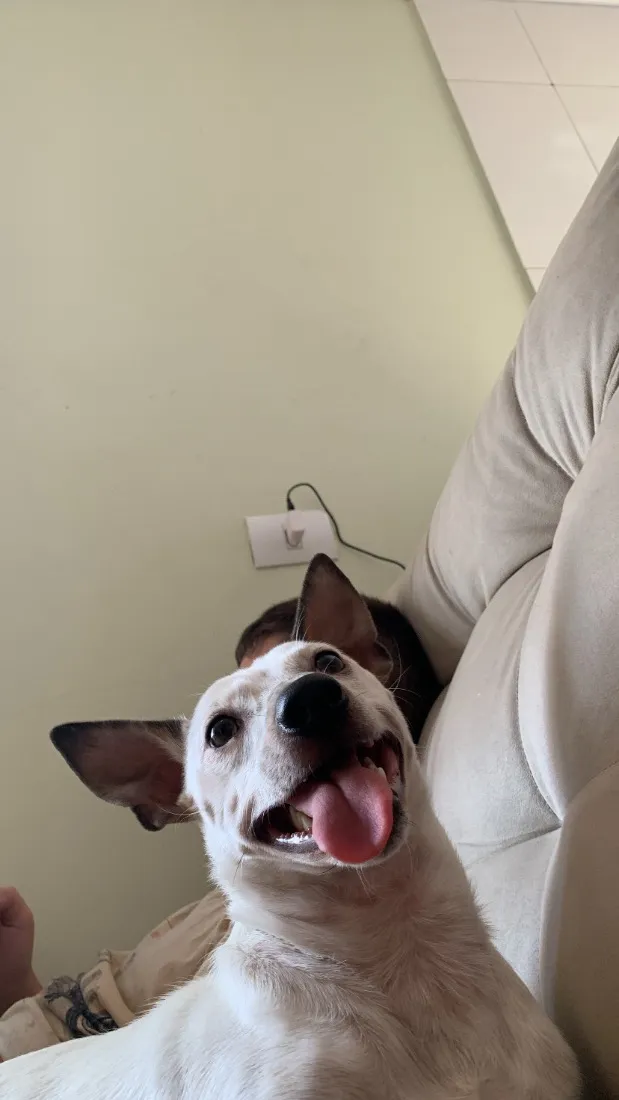 Cachorro raça Pinscher idade 3 anos nome Apollo