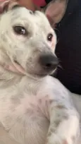 Apollo