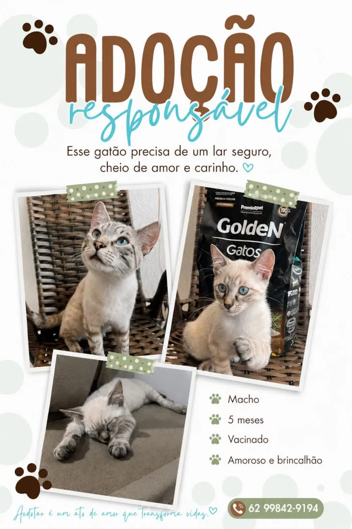 Gato raça SRD-ViraLata idade 2 a 6 meses nome José 