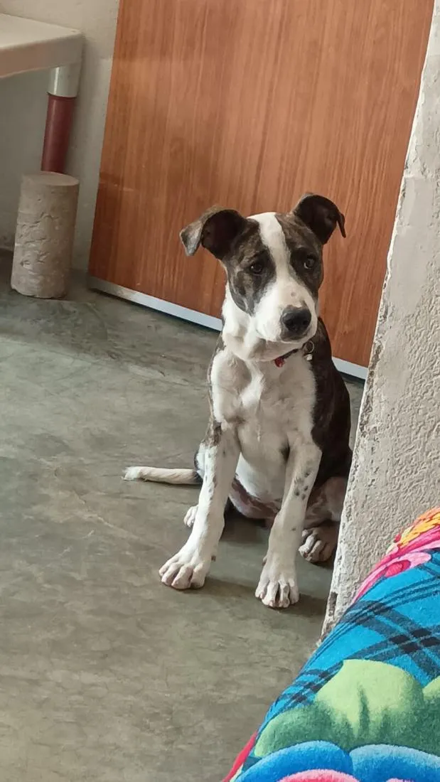 Cachorro raça Pit-Bull idade 2 a 6 meses nome Athena