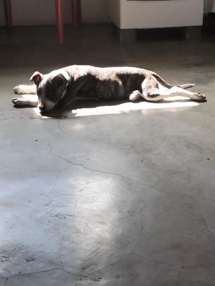 Cachorro raça Pit-Bull idade 2 a 6 meses nome Athena