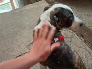 Cachorro raça Pit-Bull idade 2 a 6 meses nome Athena