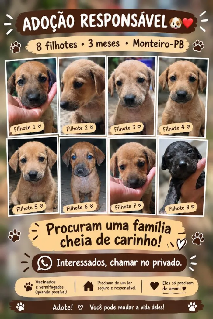 Cachorro raça SRD-ViraLata idade 2 a 6 meses nome sem nomes