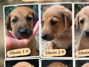 Cachorro raça SRD-ViraLata idade 2 a 6 meses nome sem nomes