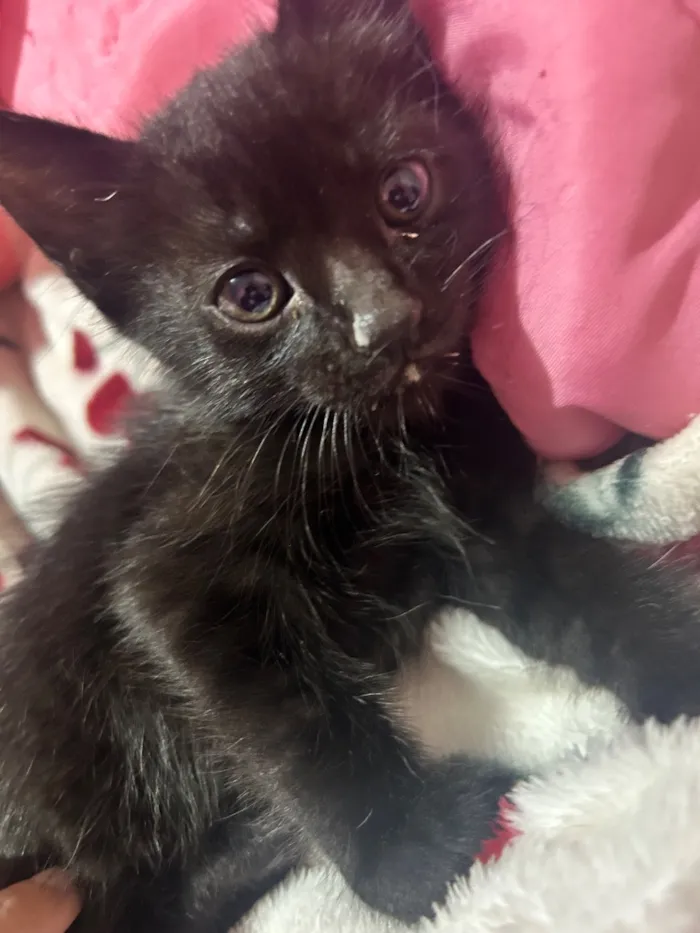 Gato raça SRD-ViraLata idade 2 a 6 meses nome Pretinho 