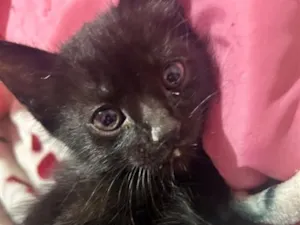 Gato raça SRD-ViraLata idade 2 a 6 meses nome Pretinho 