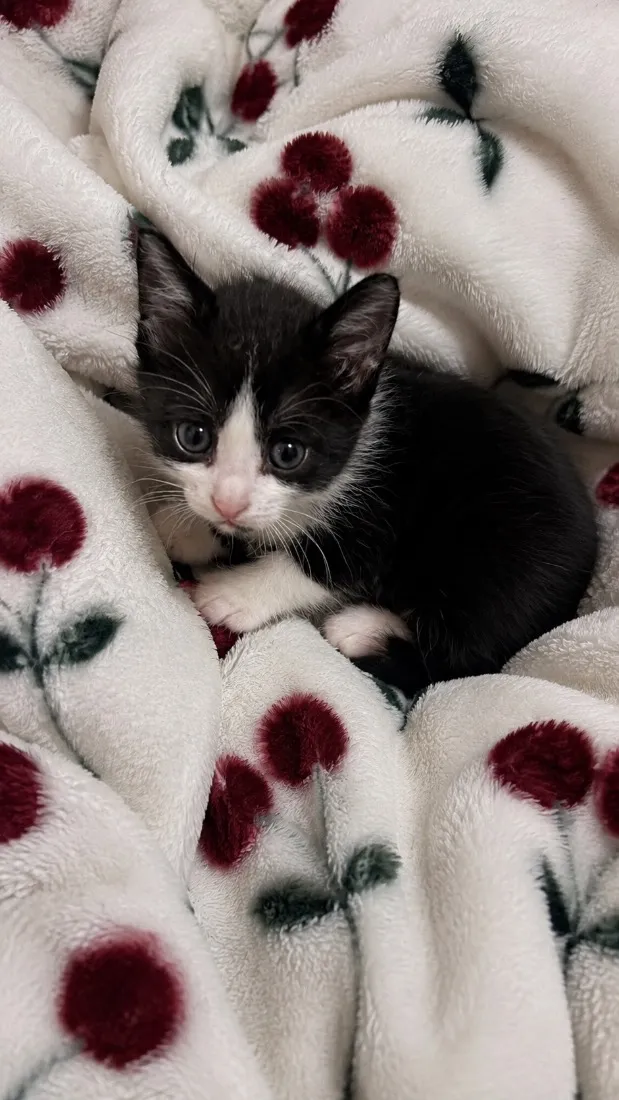 Gato raça SRD-ViraLata idade Abaixo de 2 meses nome Frajolinha