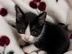 Gato raça SRD-ViraLata idade Abaixo de 2 meses nome Frajolinha