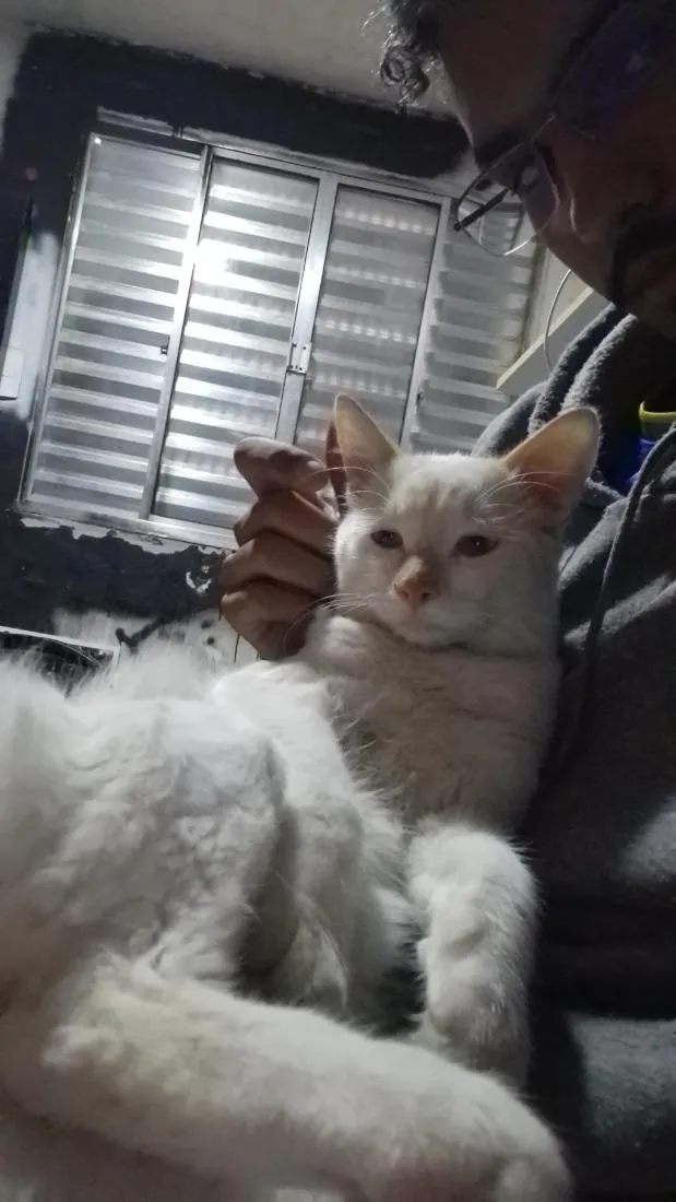 Gato raça Siamês idade 7 a 11 meses nome mancha