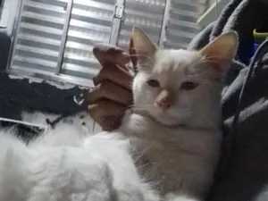 Gato raça Siamês idade 7 a 11 meses nome mancha