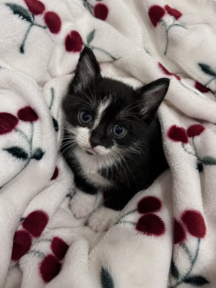 Gato raça SRD-ViraLata idade 2 a 6 meses nome Fofinha 