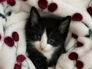 Gato raça SRD-ViraLata idade 2 a 6 meses nome Lindinho