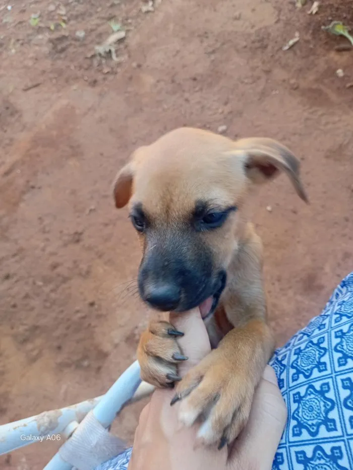 Cachorro raça SRD-ViraLata idade 2 a 6 meses nome sem nome