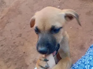 Cachorro raça SRD-ViraLata idade 2 a 6 meses nome sem nome