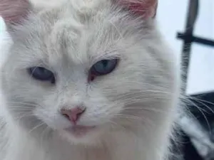 Gato raça SRD-ViraLata idade 4 anos nome Alice ( provisorio)